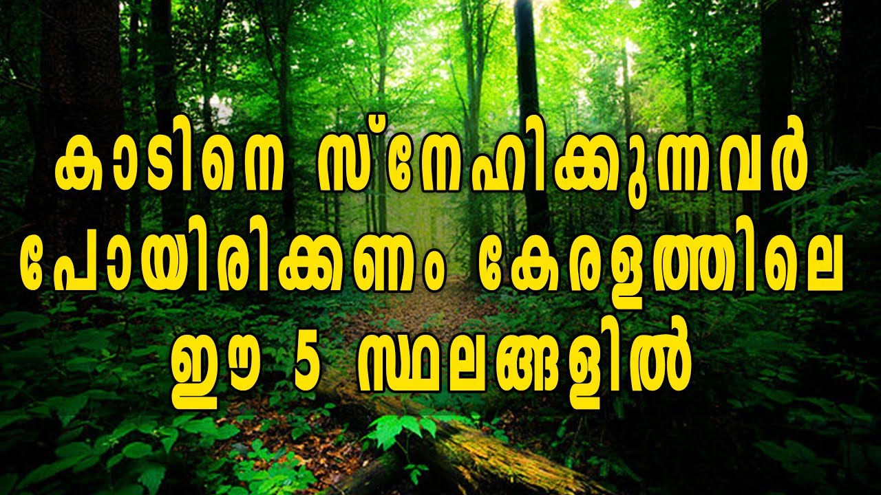 You are currently viewing 5 Best Forest Destinations In Kerala | Oneindia Malayalam