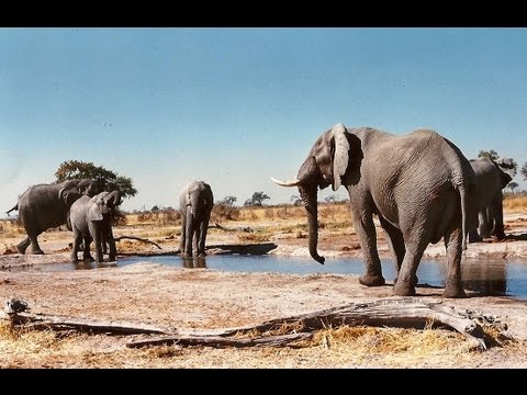 Read more about the article Botswana Self Drive 4×4 Travel Guide.