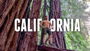Read more about the article California Road Trip TRAVEL GUIDE | REDWOOD FOREST