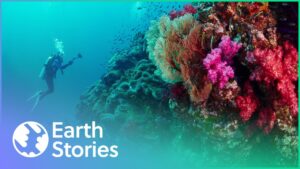 Read more about the article How Humans Are Destroying The Last Coral Reefs | The Coral Reefs Are Dying | Earth Stories