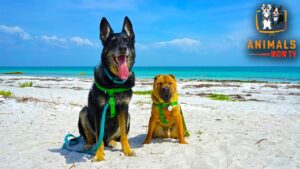 Read more about the article Top 10 Dog Friendly Vacations – Best Vacation Trips to take your Dog