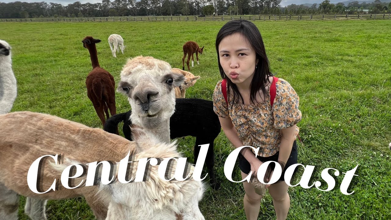 Read more about the article Central Coast Day Trip Guide from Sydney l ALPACAS Farm, PINK CAVES & Trying FILIPINO Breakfast