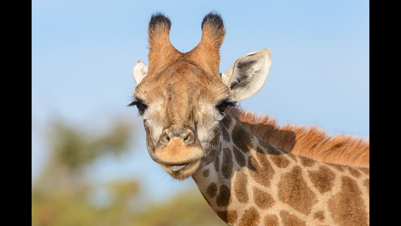Read more about the article iExchange – Safari Holiday Destinations