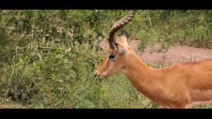 Read more about the article Visit Rwanda Akagera National Park Travel Guide