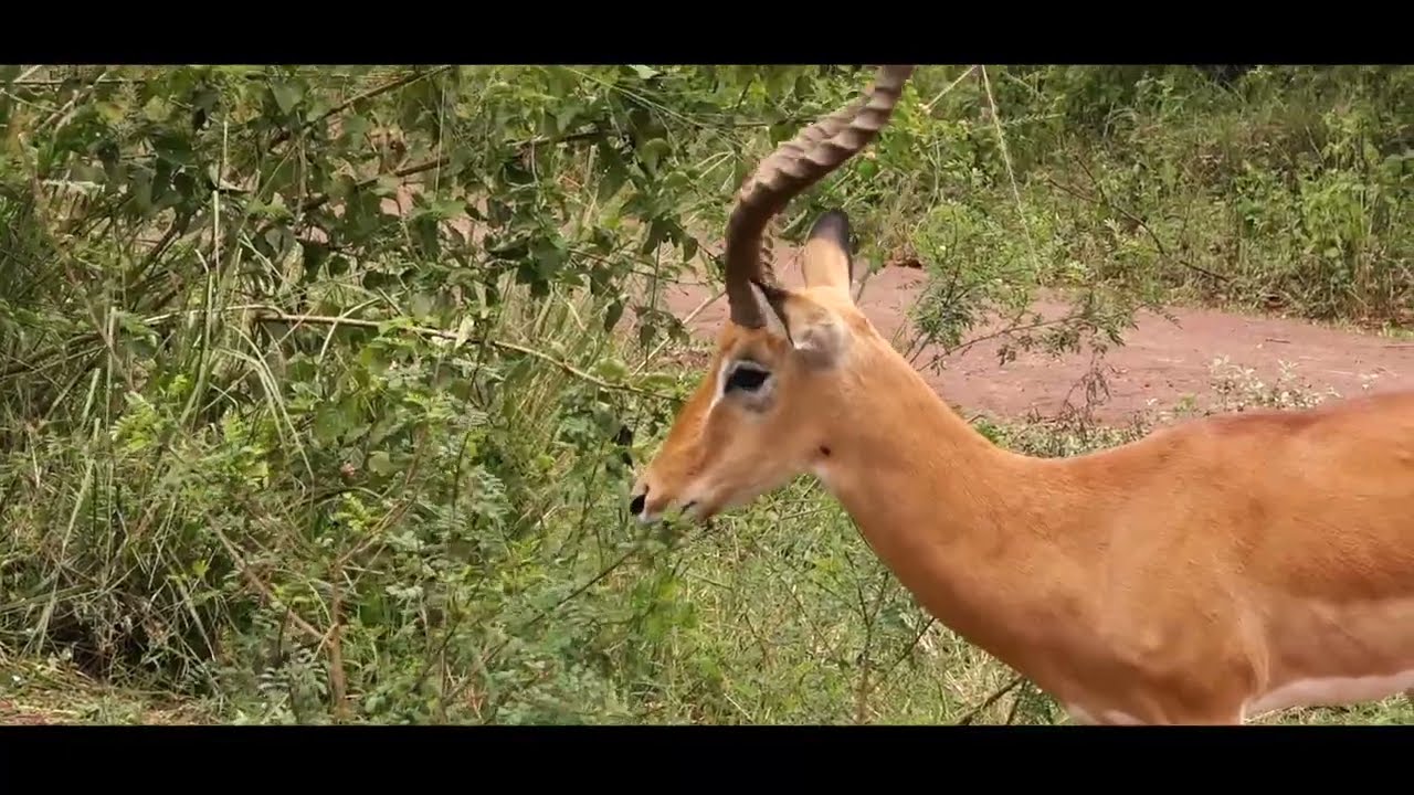 Read more about the article Visit Rwanda Akagera National Park Travel Guide